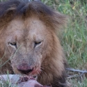 Lion and Lioness having a meal