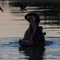 Hippo and Skimmers