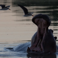 Hippo and Skimmers