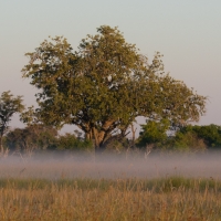 Early morning mist