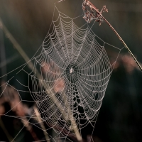 Spiders Web