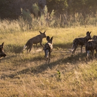 African Wild dog pack