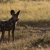 African Wild dog pack