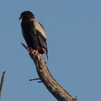 Bateleur