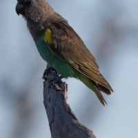 Meyer's Parrot