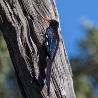 Green wood hoopoe