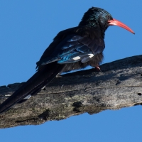 Green wood hoopoe