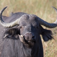 Buffalo