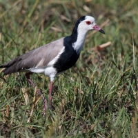 Long-toed Plover