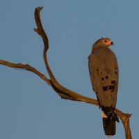 African Harrier Hawk