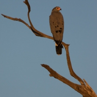 African Harrier Hawk