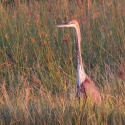 Goliath Heron