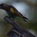 Meyer's Parrot