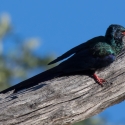 Green wood hoopoe