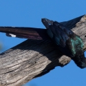 Green wood hoopoe