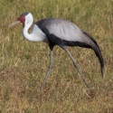 Wattled Crane