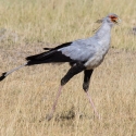 Secretarybird