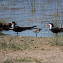 Kittlitz's Plover