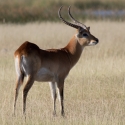 Lechwe