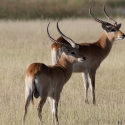 Lechwe