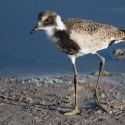 Juvenile Blacksmith Plover