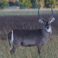 Water Buck