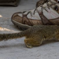 Dwarf Mongoose