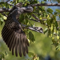 Grey Billed Hornbill