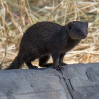 Dwarf Mongoose