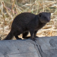 Dwarf Mongoose Dwarf Mongoose