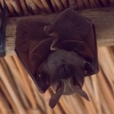 Common Slit-faced Bat