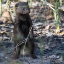 Dwarf Mongoose