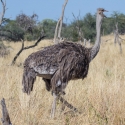 female ostrich