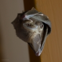 Common Slit-faced Bat