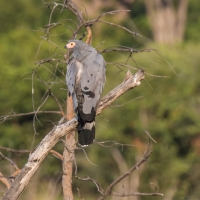 Tawny Eagle