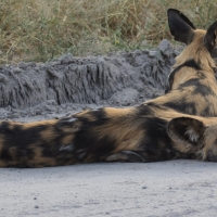 African Wild Dog