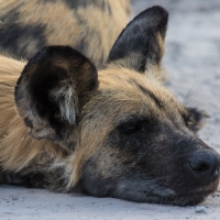 African Wild Dog