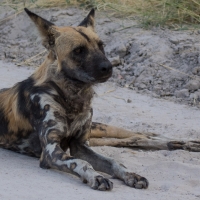 African Wild Dog