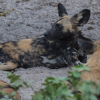 African Wild Dog