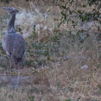 Kori Bustard