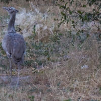 Kori Bustard