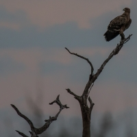 Tawny Eagle