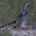 Yellow billed Hornbill