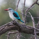 Malachite Kingfisher