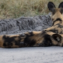 African Wild Dog