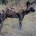 African Wild Dog