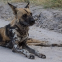 African Wild Dog