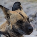 African Wild Dog