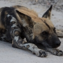 African Wild Dog