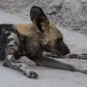 African Wild Dog